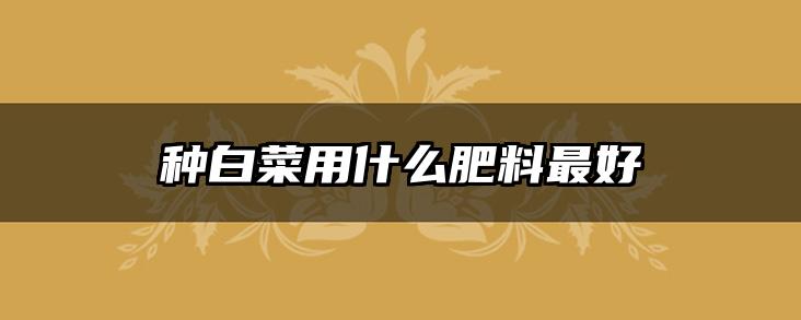 种白菜用什么肥料最好