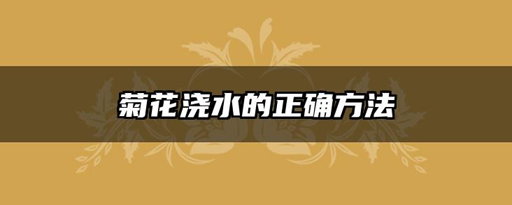 菊花浇水的正确方法