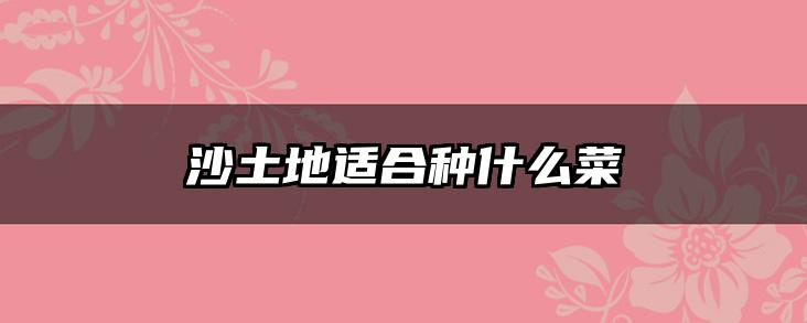 沙土地适合种什么菜