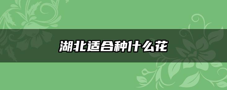 湖北适合种什么花