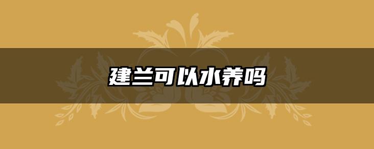 建兰可以水养吗