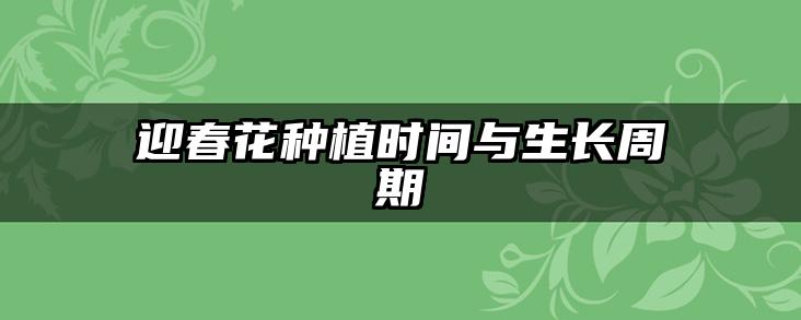 迎春花种植时间与生长周期