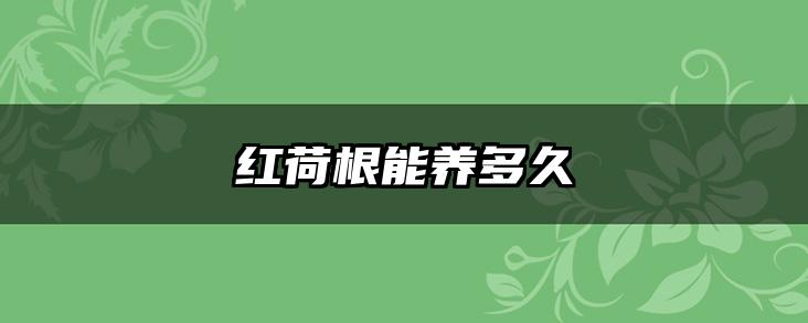 红荷根能养多久
