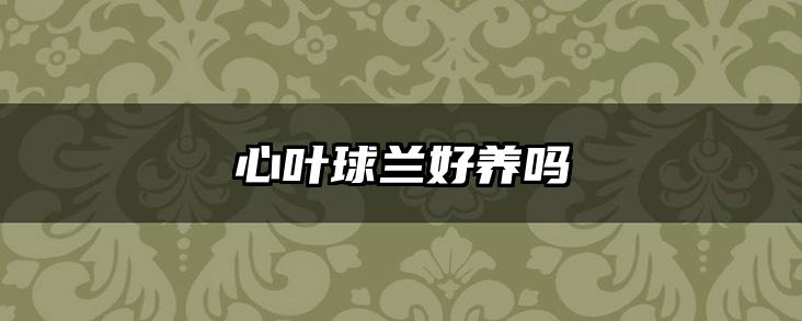 心叶球兰好养吗