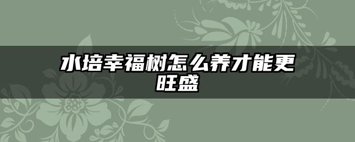 水培幸福树怎么养才能更旺盛