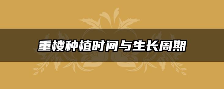 重楼种植时间与生长周期