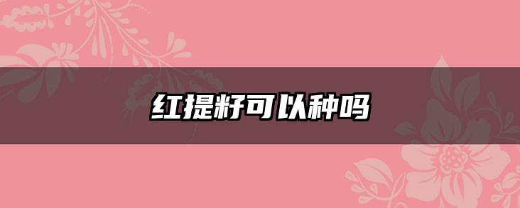 红提籽可以种吗