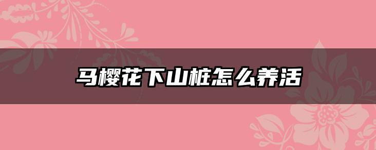 马樱花下山桩怎么养活