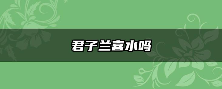 君子兰喜水吗