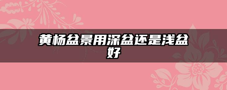 黄杨盆景用深盆还是浅盆好