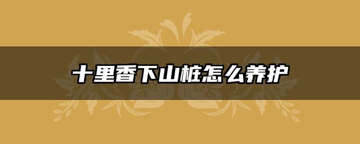 十里香下山桩怎么养护