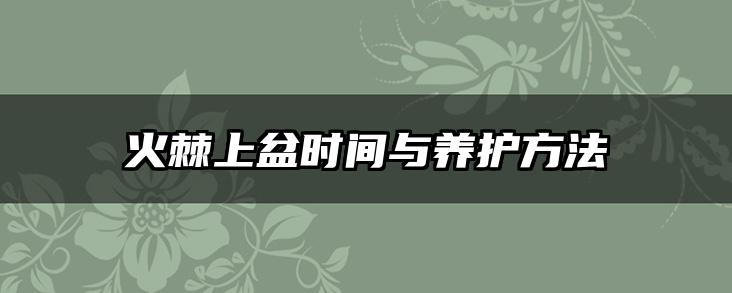 火棘上盆时间与养护方法