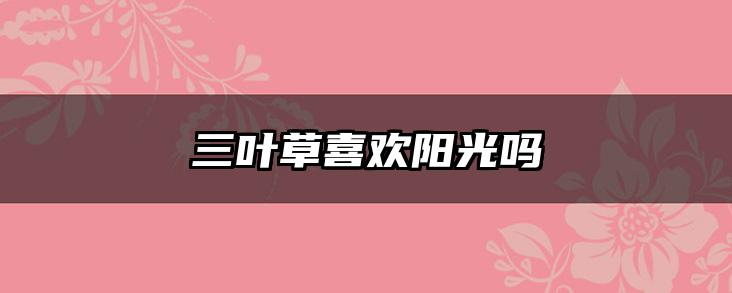 三叶草喜欢阳光吗