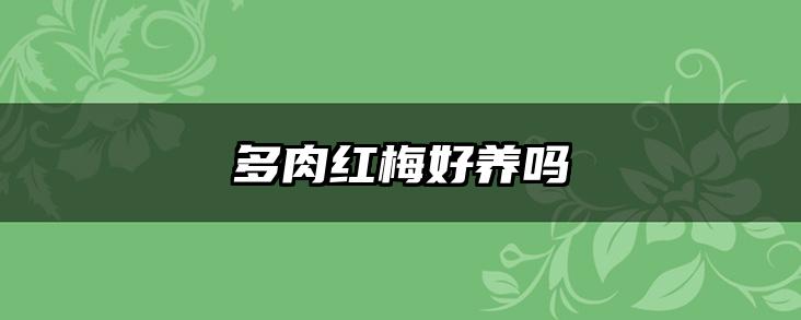 多肉红梅好养吗