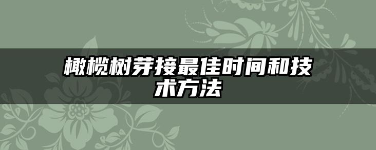 橄榄树芽接最佳时间和技术方法