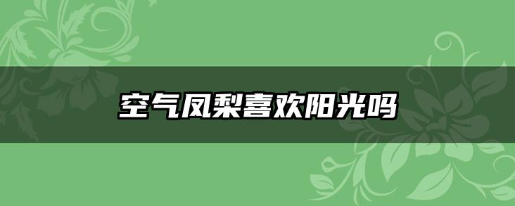 空气凤梨喜欢阳光吗