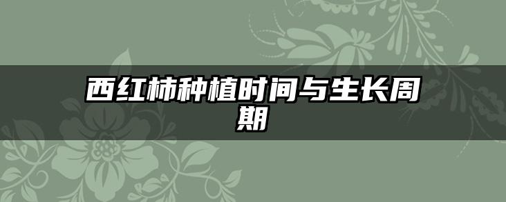 西红柿种植时间与生长周期