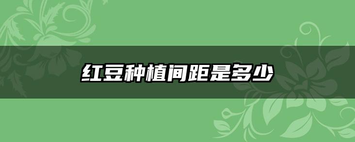 红豆种植间距是多少