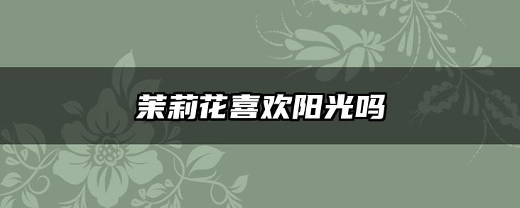 茉莉花喜欢阳光吗