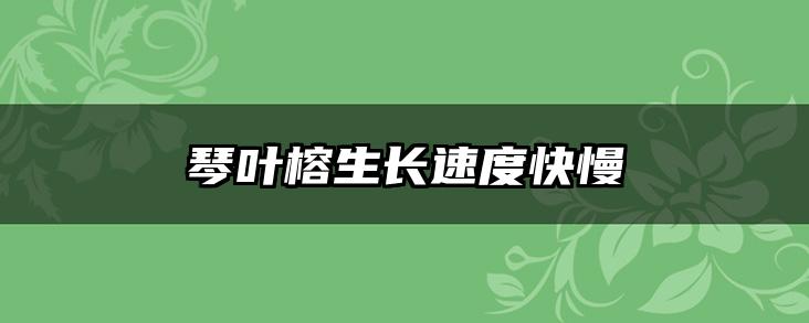 琴叶榕生长速度快慢