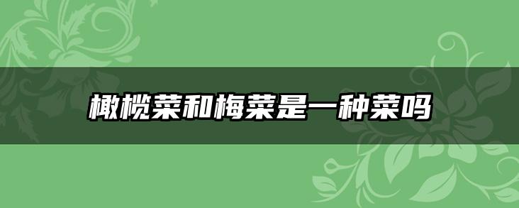 橄榄菜和梅菜是一种菜吗