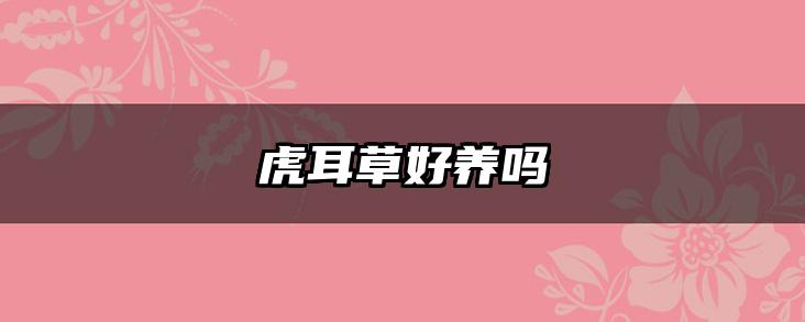 虎耳草好养吗