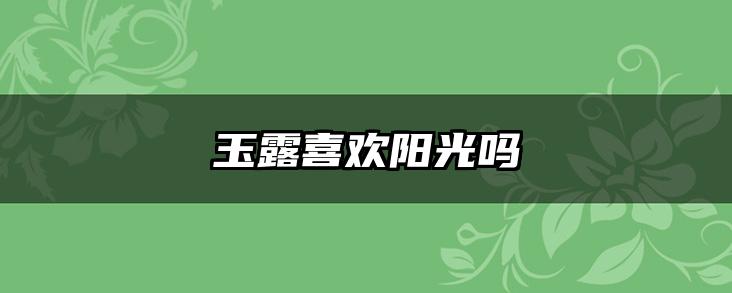 玉露喜欢阳光吗