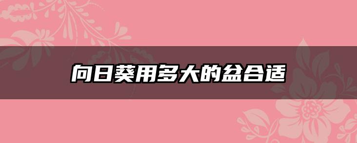 向日葵用多大的盆合适