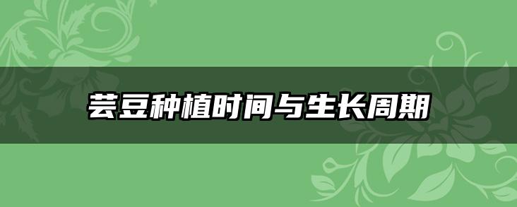 芸豆种植时间与生长周期