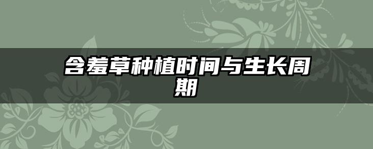 含羞草种植时间与生长周期