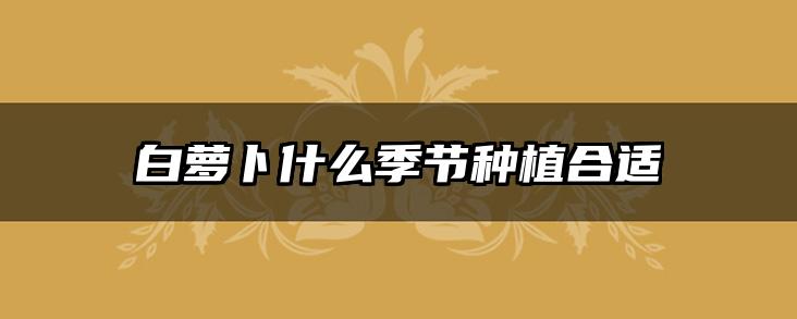 白萝卜什么季节种植合适