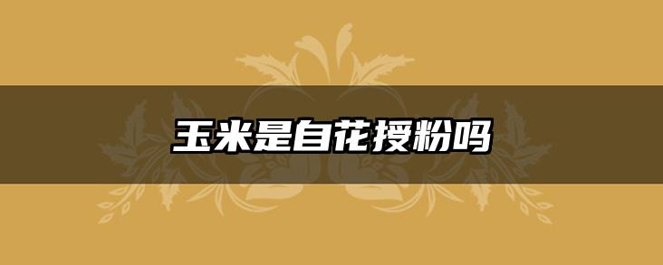 玉米是自花授粉吗
