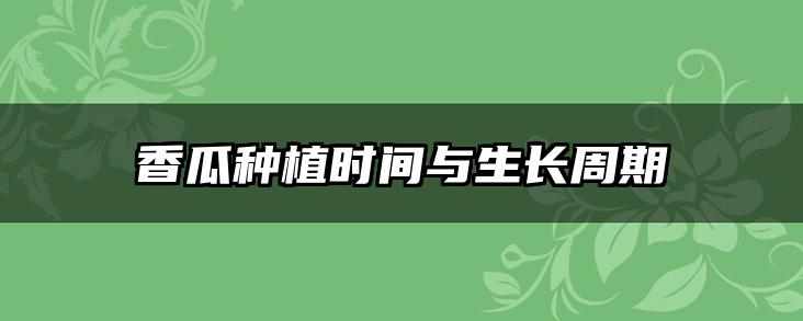 香瓜种植时间与生长周期