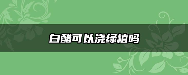白醋可以浇绿植吗