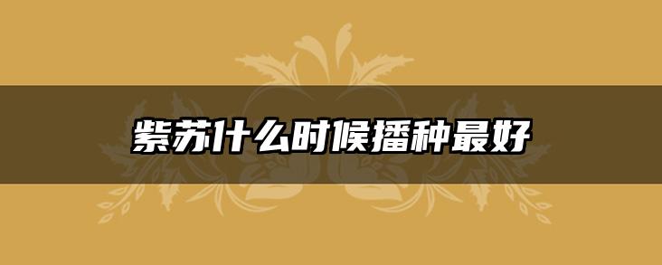 紫苏什么时候播种最好