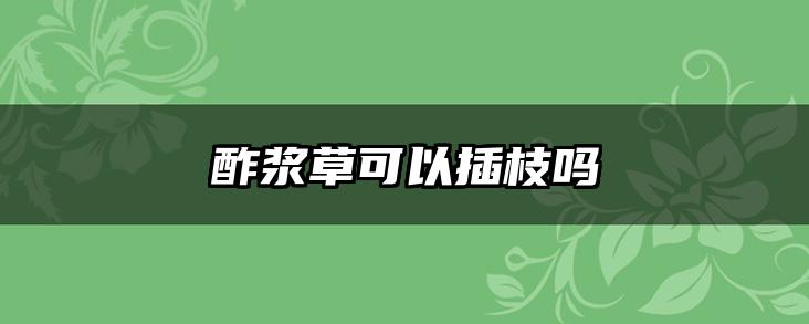 酢浆草可以插枝吗