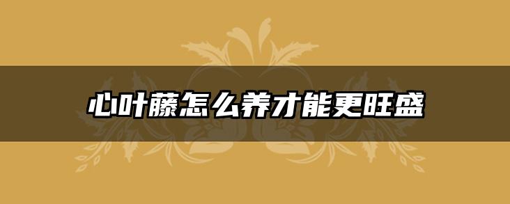 心叶藤怎么养才能更旺盛