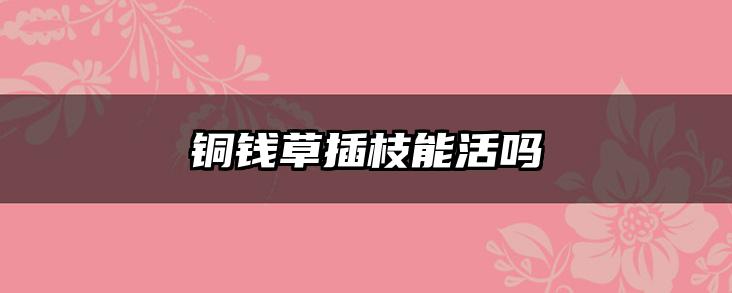 铜钱草插枝能活吗