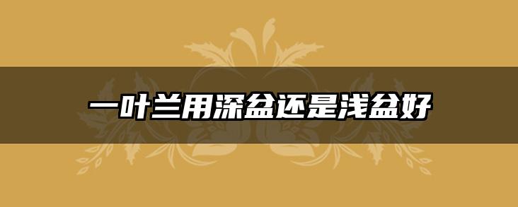 一叶兰用深盆还是浅盆好