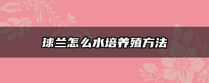 球兰怎么水培养殖方法