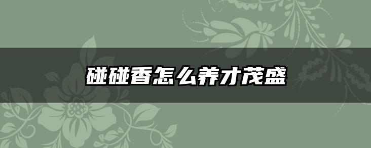 碰碰香怎么养才茂盛