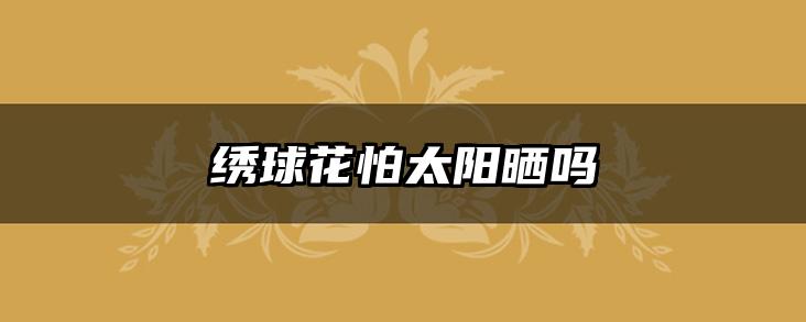 绣球花怕太阳晒吗