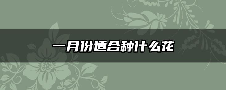 一月份适合种什么花