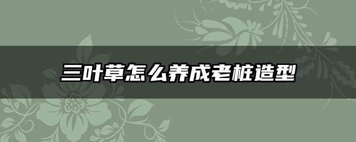 三叶草怎么养成老桩造型