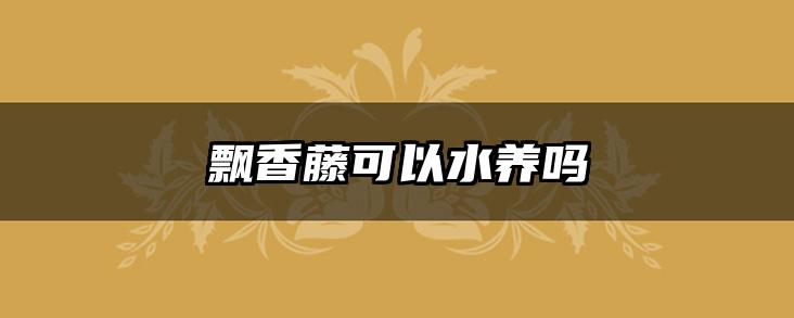 飘香藤可以水养吗
