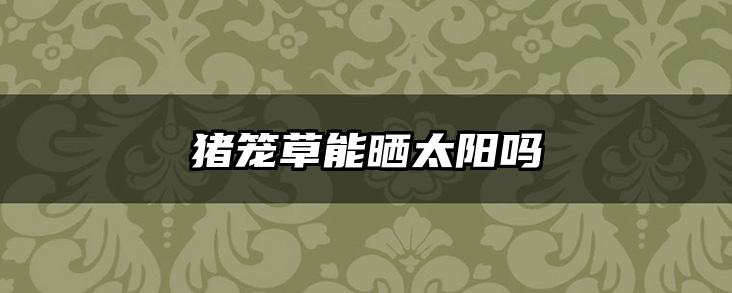 猪笼草能晒太阳吗