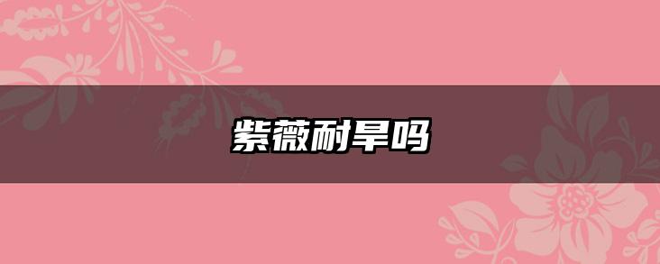 紫薇耐旱吗