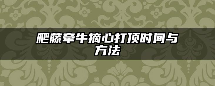 爬藤牵牛摘心打顶时间与方法