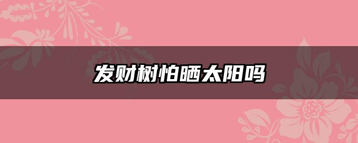发财树怕晒太阳吗