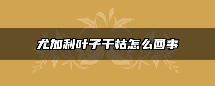 尤加利叶子干枯怎么回事